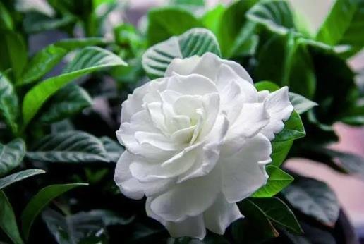 栀子花花语和寓意