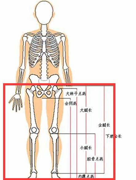 腿长怎么量才标准，身高腿长对照表(身高160cm/腿长72.8cm)