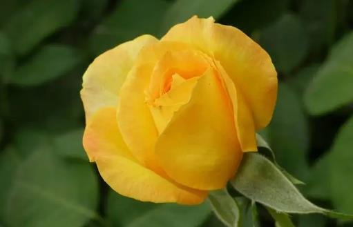 黄玫瑰代表什么意思，在友情和爱情上都有含义