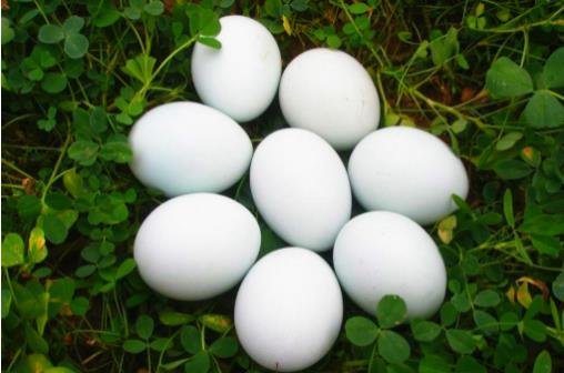 鹅蛋的功效与作用鹅蛋怎么吃最营养，吃鹅蛋有六大好处(5种吃法)