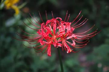 彼岸花的寓意和花语，寓意死亡和重生(阴间之花)