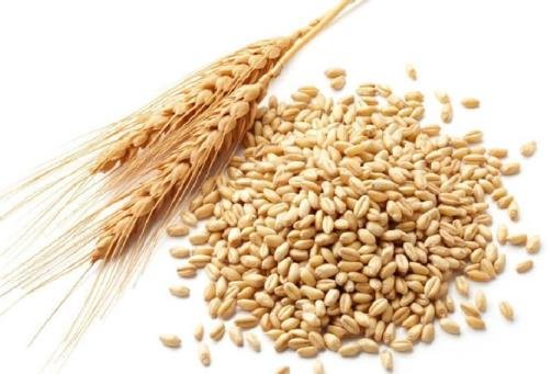 糖尿病最怕三种粗粮，燕麦/糙米/玉米可以帮助控制血糖