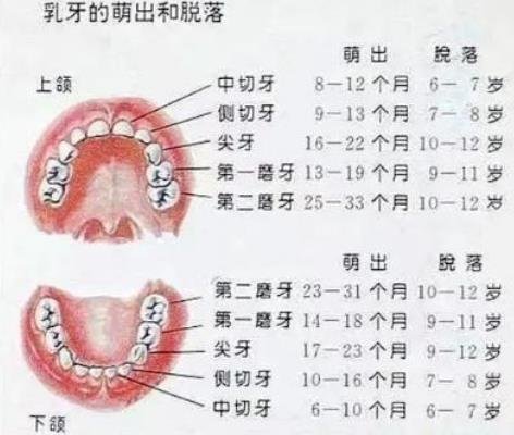 小孩换牙齿顺序和年龄图，儿童换牙的年龄和顺序介绍