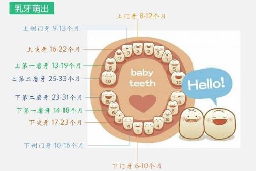 小孩换牙齿顺序和年龄图，儿童换牙的年龄和顺序介绍