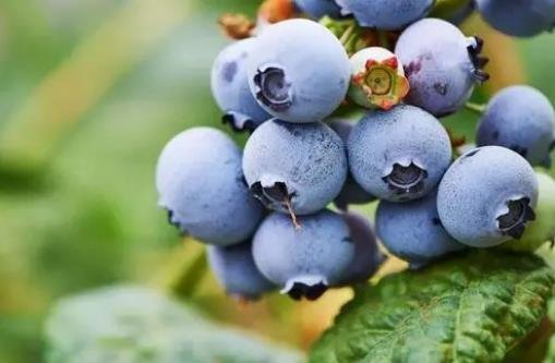 蓝莓一天吃多少为宜，建议食用200克左右(10-20粒左右)