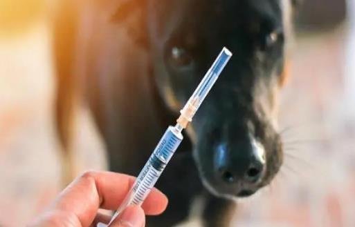 10种情况不需要打狂犬疫苗，咬伤部位没有出血/破皮可以不打