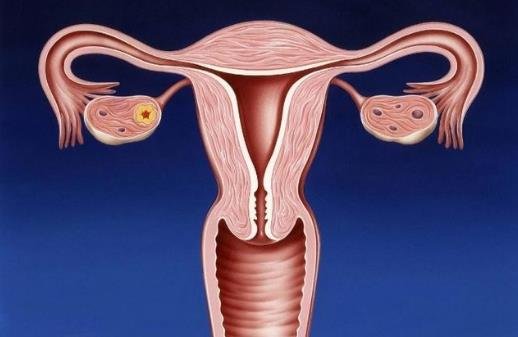 榴莲对子宫和卵巢好吗，有一定的保护作用(抗氧化/改善血液循环)