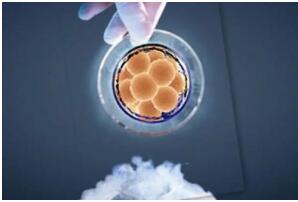 试管胚胎养囊的成功率，在40%-60%之间(6大因素所影响)